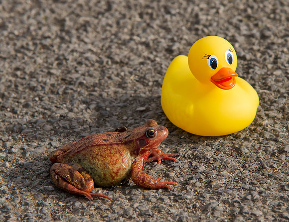 Yellow Duck meets frog